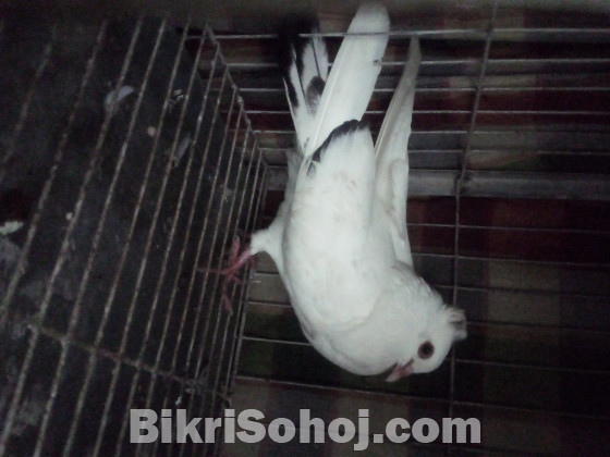 নিউ এডাল্ট নর